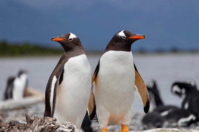 Guided Penguin Watching Tour and Centolla Route - Guided Penguin Watching Tour and Centolla Route: An Authentic Ushuaia Experience