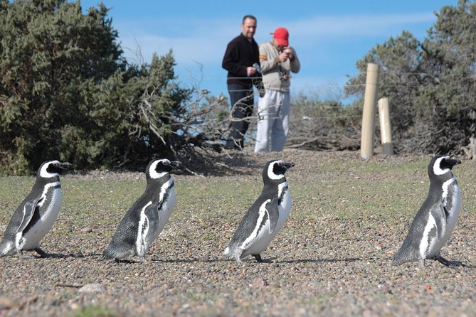 Exclusive Punta Tombo Penguins for Cruise Guests - Who Will Love This Tour?