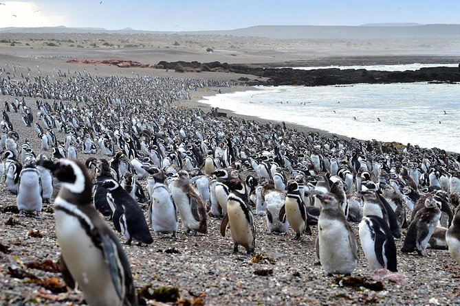 Exclusive Punta Tombo Penguins for Cruise Guests - Exploring Patagonia’s Penguin Paradise: A Detailed Look