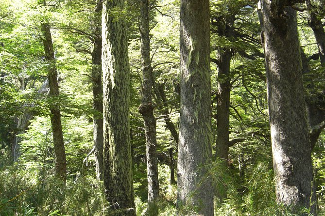 Glacier Navigation Mayo Spirit Trek 3 Landings and Walk Through the Forest - Glacier Exploration and Observation