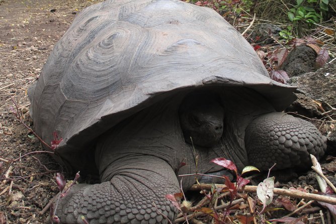 Enjoy the Best of Quito and Galapagos (3 Islands ) 8-Day Trip - Who Is This Tour Best For?