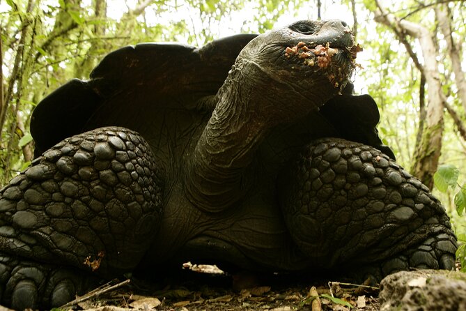 Galapagos Intensive 5 days, land base (3Islands) Excludes galapagos flight - Who Should Consider This Tour?