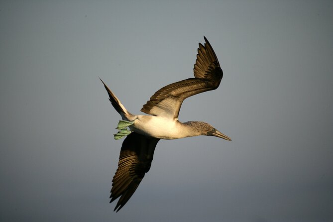 Galapagos Intensive 5 days, land base (3Islands) Excludes galapagos flight - FAQ