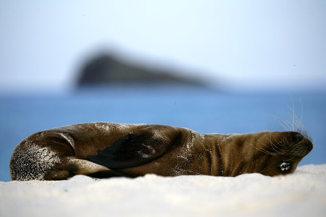 Galapagos Intensive 5 days, land base (3Islands) Excludes galapagos flight - The Sum Up: Is This Tour Right for You?
