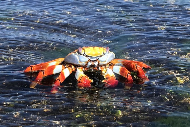 7-Day Galapagos Island Hopping Tour: Tortuga Bay, Tintoreras, Wildlife Watching - In-Depth Review of the Galapagos 7-Day Island Hopping Tour