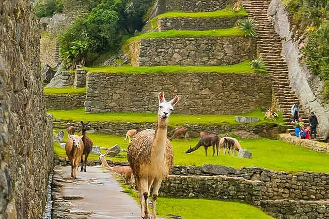 Machu Picchu Day Trip from Ollantaytambo & Urubamba - Frequently Asked Questions
