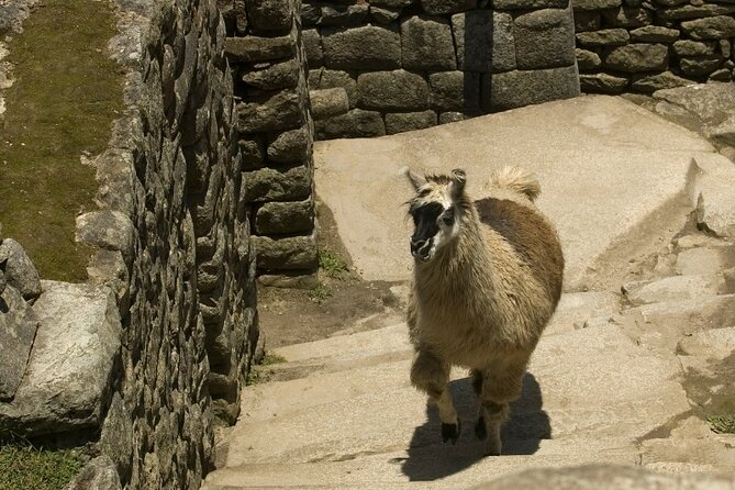 Tour to Machu Picchu by panoramic train in 2 days - What Travelers Appreciate