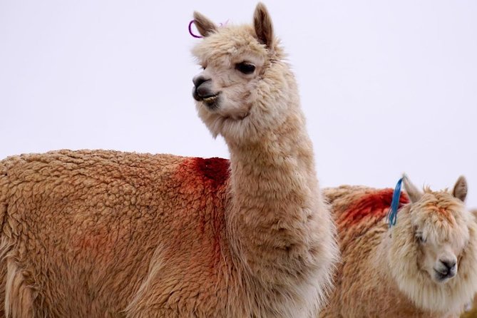 Palccoyo Rainbow Mountain Tour - 1 Day - Huaynas Expeditions - Discovering Palccoyo Rainbow Mountain