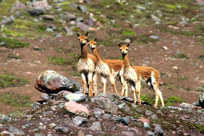 Full Day - Rainbow Mountain tour - Group Service - A Deep Dive into the Rainbow Mountain Experience