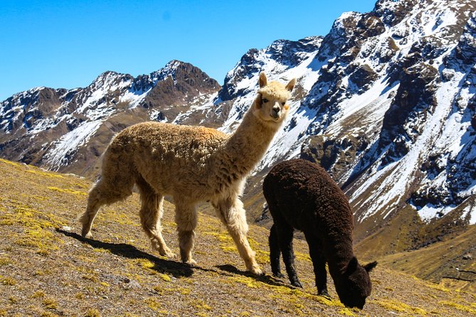 Rainbow Mountain in Cusco Full Day Tour - What We Love About This Tour