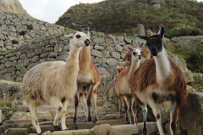 Short Inca Trail to Machu Picchu (2D-1N) - The Experience’s Strengths