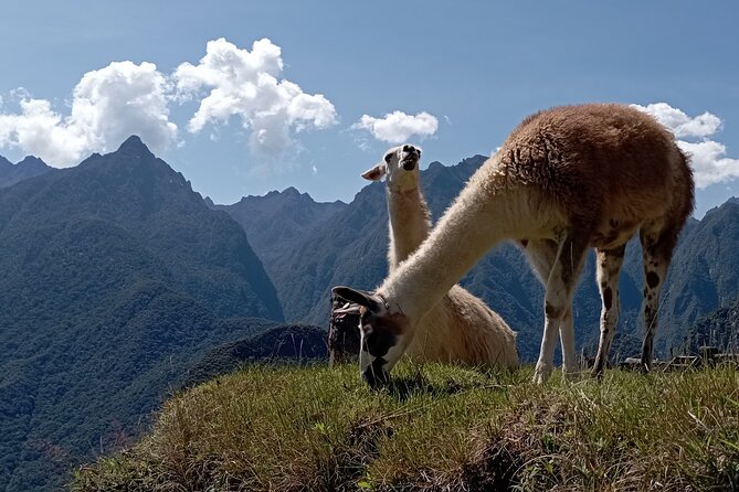 Machu Picchu Day Trip From Cusco By Panoramic Vistadome Train - Who Should Book This Tour?