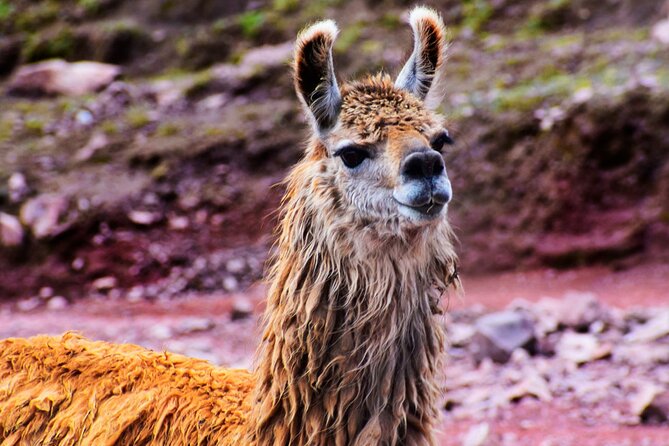 3 Days and 2 Nights Huchuy Qosqo Trek to Machu Picchu - Why This Tour Offers Great Value