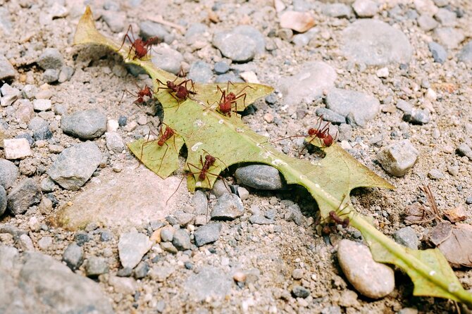 Aventuras Inolvidables en el Parque Nacional del Manu: - The Value of the Experience