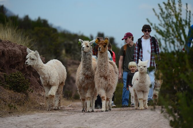Hiking with Llamas and Alpacas in the Sacred Valley of the Incas - The Experience in Detail