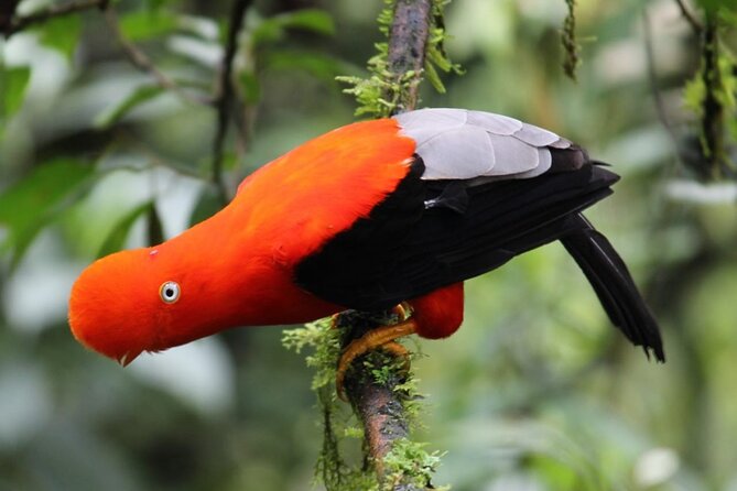 5-days Private Manu Jungle Tour with Waterfalls and Hot Springs - Authenticity & Responsible Tourism