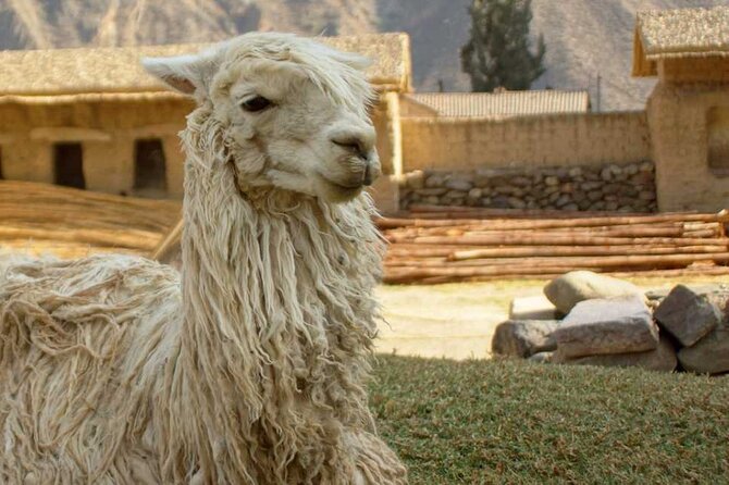 Sacred Valley of the Inkas Premium Full Day Tour in Peru - Who Is This Tour Best For?