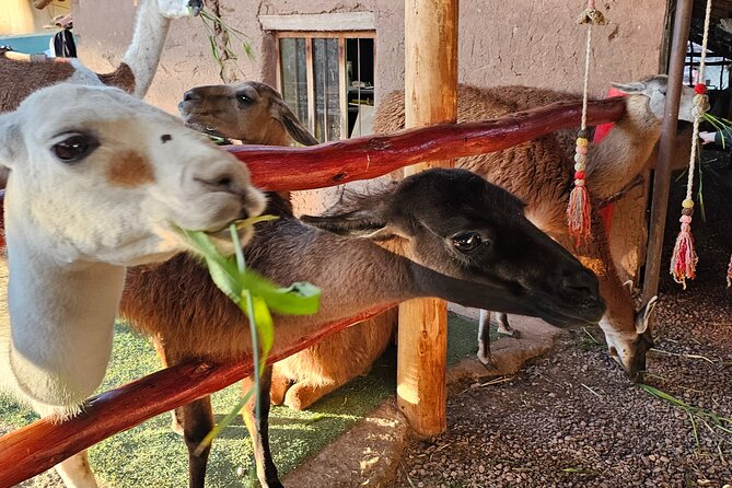Cusco: Alpaca and Llama Farm Tour with Transfer & Weaving Demo - FAQ