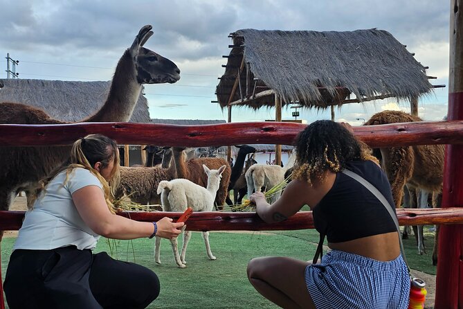 Cusco: Alpaca and Llama Farm Tour with Transfer & Weaving Demo - Discover Cusco’s Alpacas and Llamas: An Authentic Farm Visit with Culture and Charm