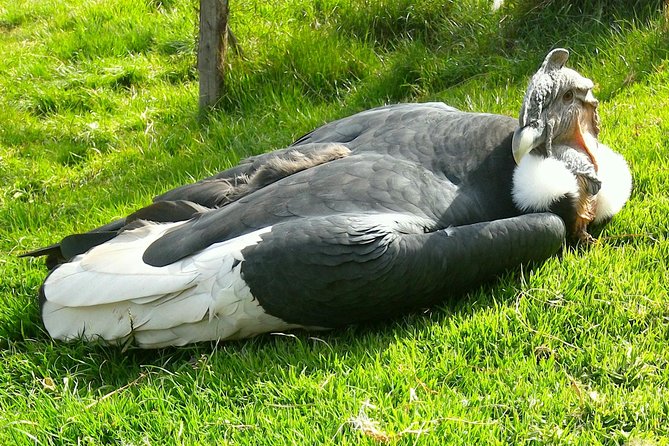 Cochahuasi Animal Sanctuary® Admission Ticket - The Practical Aspects: Planning Your Visit