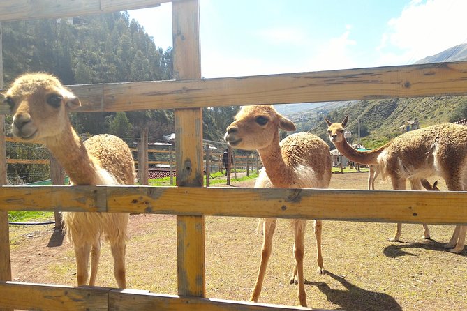 Cochahuasi Animal Sanctuary® Admission Ticket - Authentic Encounters and Visitor Experiences