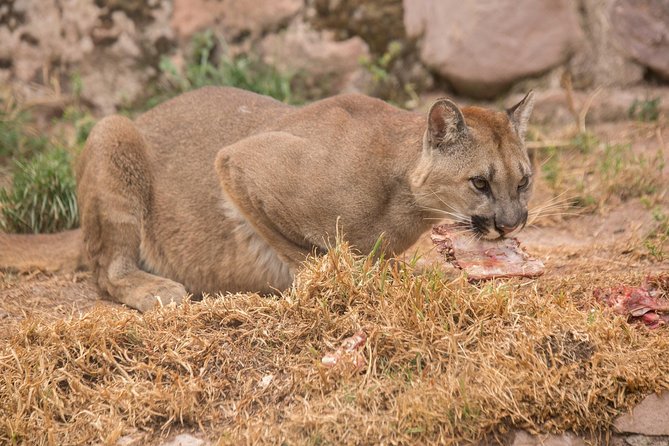 Cochahuasi Animal Sanctuary® Admission Ticket - FAQ