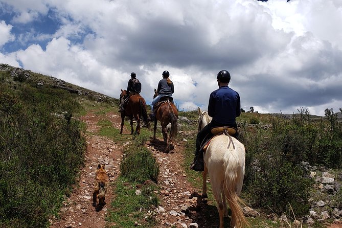 Equestrian experience - Peruvian paso Horse - An In-Depth Look at the Cusco Horseback Tour