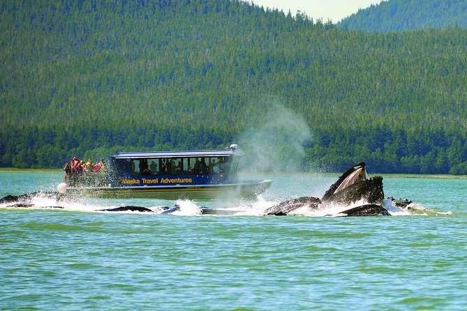 Best of Juneau: Mendenhall Glacier, Whale Watching and Salmon Bake - Key Points