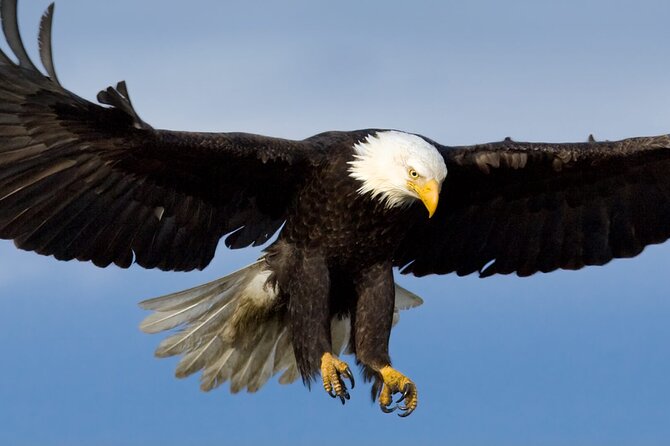 Tales & Tides: Alaskan Lore & Wildlife Cruise - Key Points