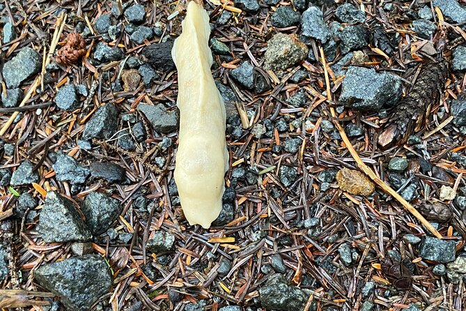 Guided Tour of Ketchikans Top Attractions - Final Thoughts: Who Will Love This Tour?