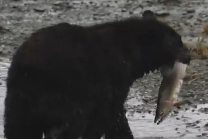 Guided Tour of Ketchikans Top Attractions - Frequently Asked Questions