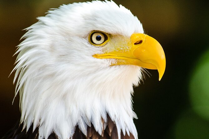 Private Ketchikan Wildlife and Sightseeing Tour - Detailed Review of the Experience