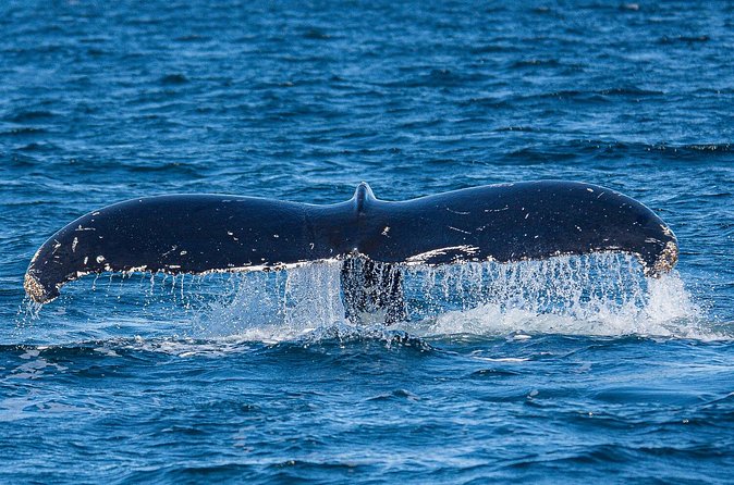 Wildlife and Scenery in Ketchikan - Final Thoughts