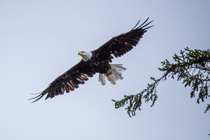 Wildlife and Scenery in Ketchikan - Wildlife and Scenery in Ketchikan: A Custom Water Adventure