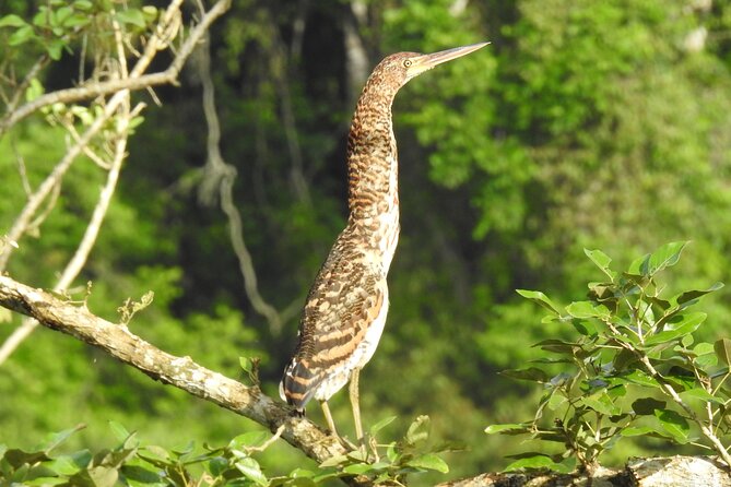 Full Day Private Bird and Nature Sightseeing Tour in Pipe Line - Frequently Asked Questions