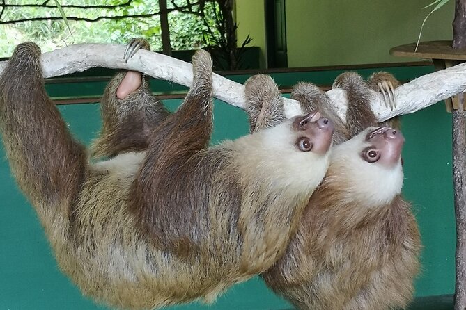 Aerial Tram & Sloth Sanctuary in the Rainforest - An In-Depth Look at the Tour Experience