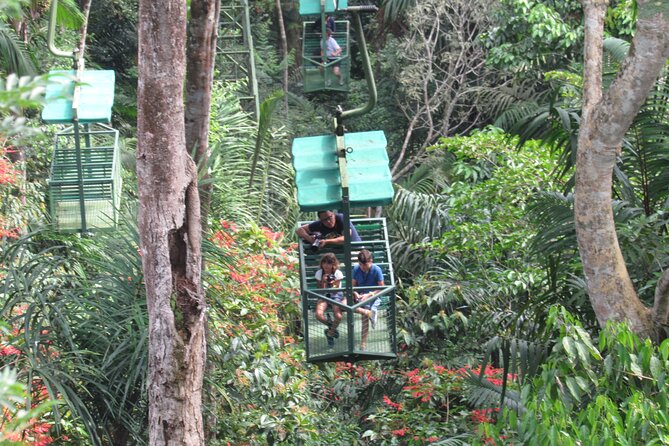 Aerial Tram & Sloth Sanctuary in the Rainforest - Who Will Love This Tour?