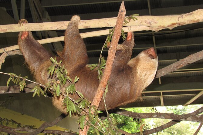 Aerial Tram & Sloth Sanctuary in the Rainforest - Final Thoughts: Is This the Right Choice?