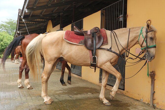 Horseback Riding in the jungle near Panama City - Who Will Love This Tour?