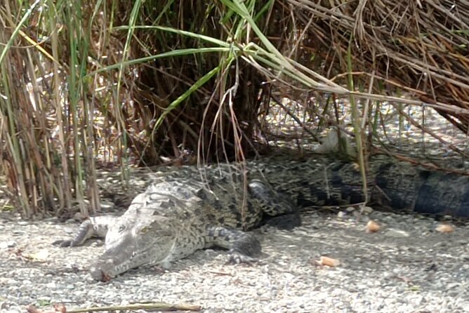 Monkey Island and Rainforest Tour - Key Points