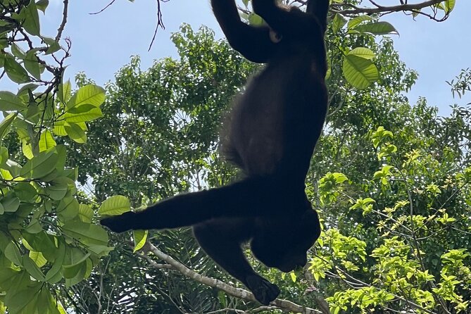 Monkey Island and Rainforest Tour - Who Should Consider This Tour?