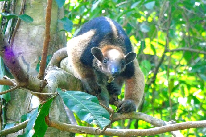 Canal expansion Agua Clara, Rainforest safari & San Lorenzo Fort - Exploring Panamas Natural and Historic Treasures: A Detailed Look at the Canal Expansion, Rainforest Safari & San Lorenzo Fort Tour