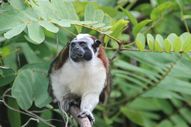 Panama Canal Jungle Boat Explorer Private Tour - What Travelers Love About This Tour
