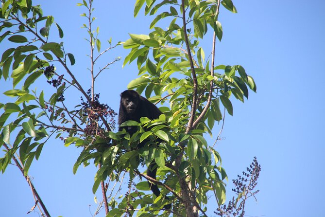 Panama Canal Jungle Boat Explorer Private Tour - Potential Drawbacks and Considerations