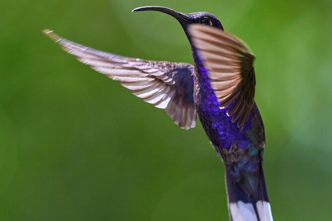 Panama Canal Jungle Boat Explorer Private Tour - Authentic Experiences and Reviews