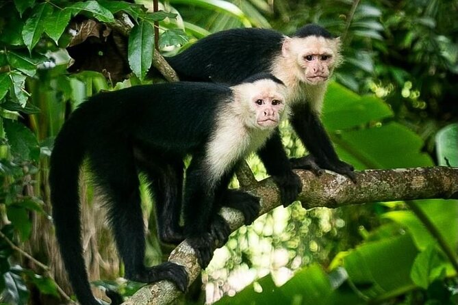 Panama Canal Jungle Boat Explorer Private Tour - Key Points