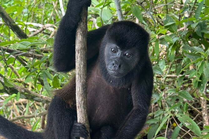 Wildlife Boat Tour in the Panama Canal Lake - Key Points