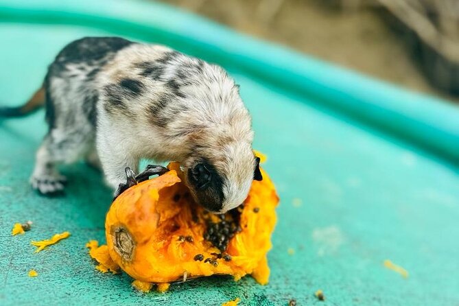 Wildlife Boat Tour in the Panama Canal Lake - FAQs