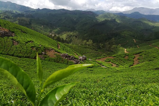 Green Magic One Night Two Days Trip to Munnar - Experience Overview: What’s on Offer?