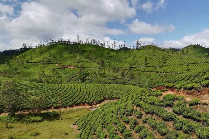 Green Magic One Night Two Days Trip to Munnar - The Sum Up